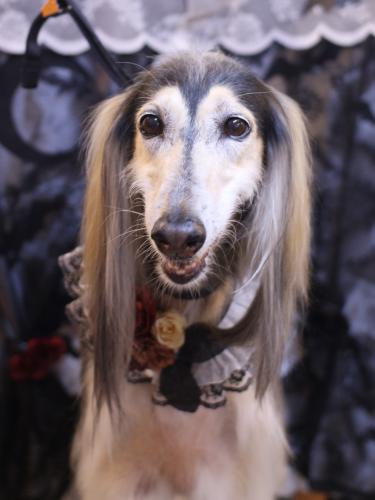 20231021シリウスくん